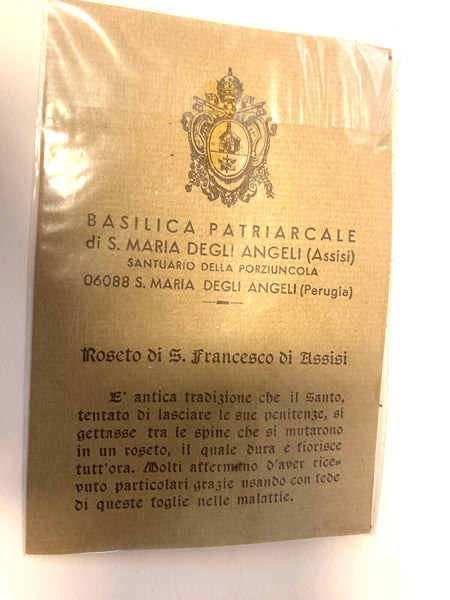 Saint Francis of Assisi Rose from the Rose Garden , New from Italy